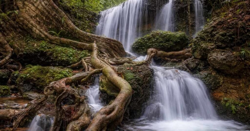 Best Things to Do in Agumbe