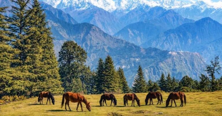 how to reach munsiyari from delhi