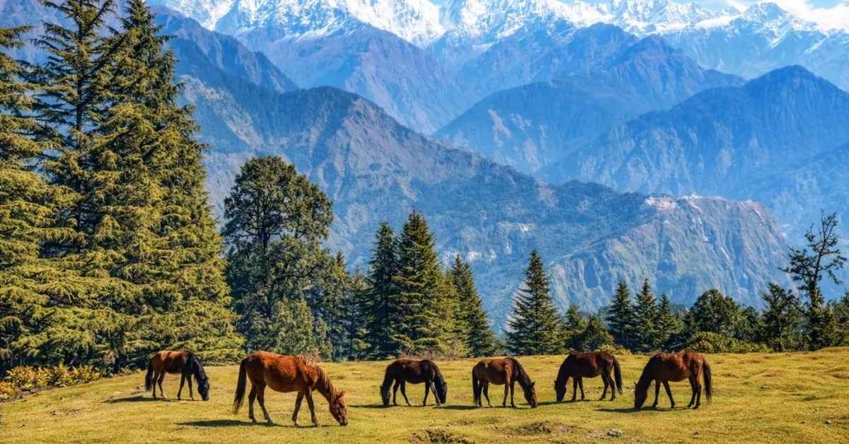 how to reach munsiyari from delhi