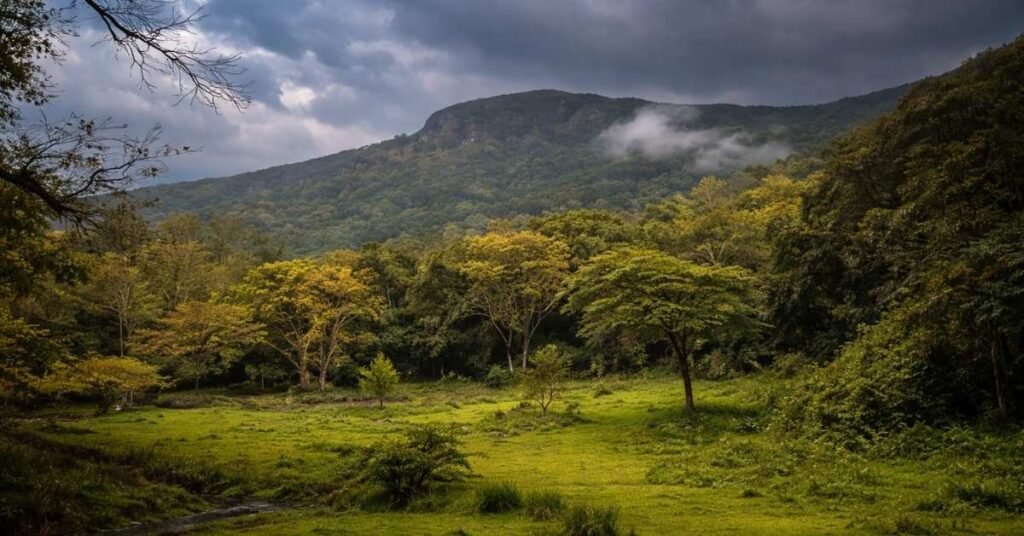 things to do in masinagudi