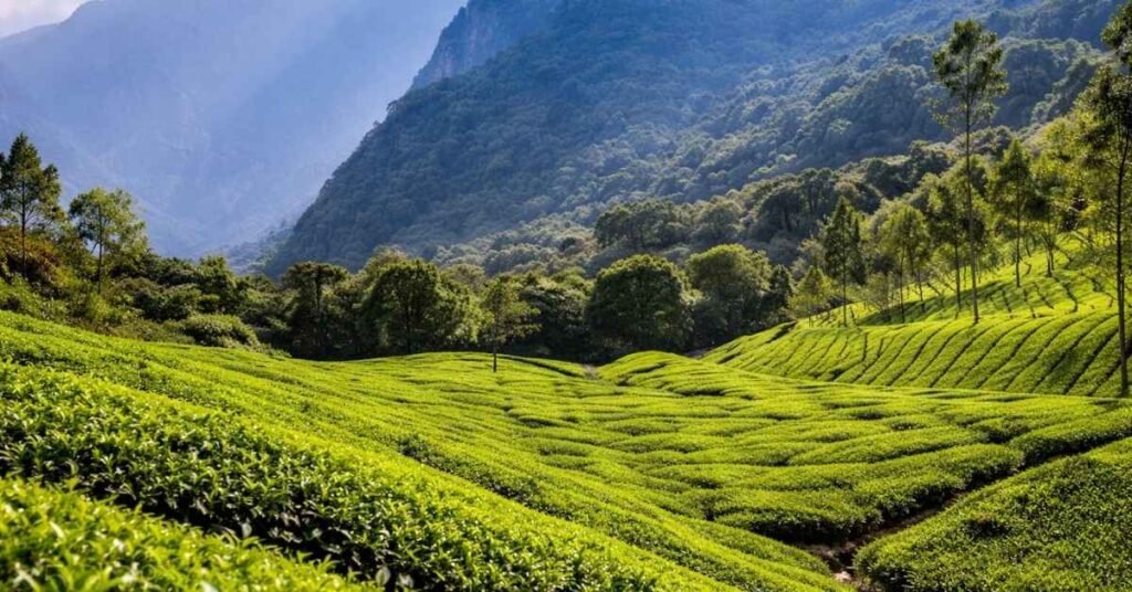 things to do in masinagudi