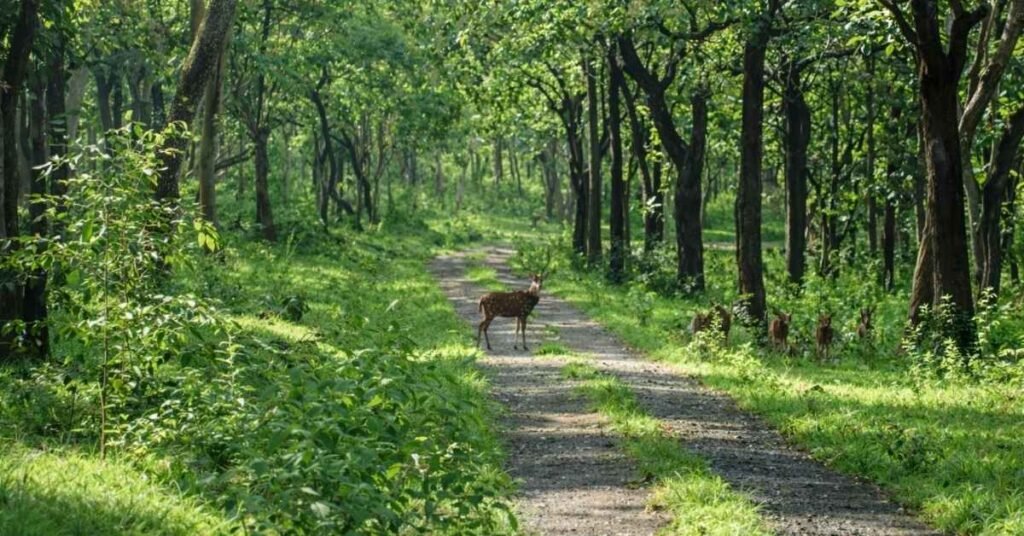 things to do in masinagudi