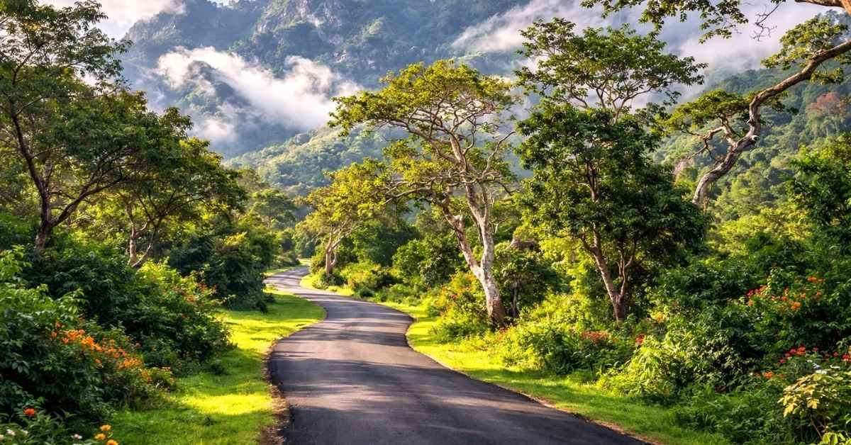 things to do in masinagudi