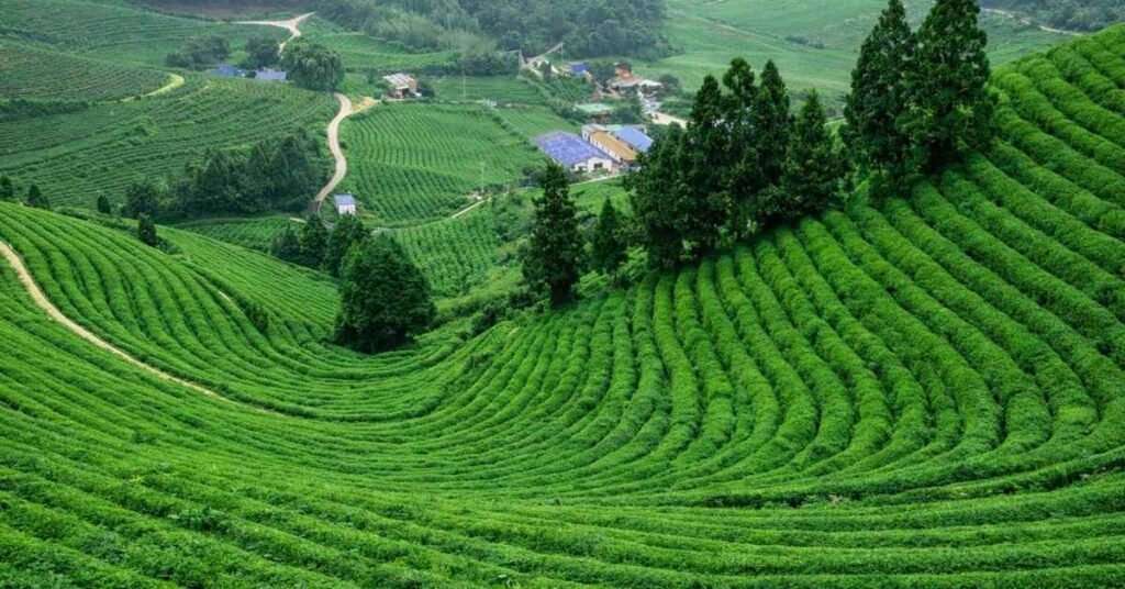 best time to visit coonoor
