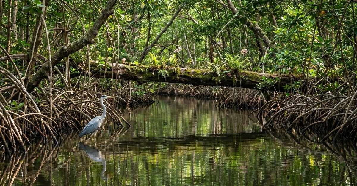 how to reach sundarban from kolkata