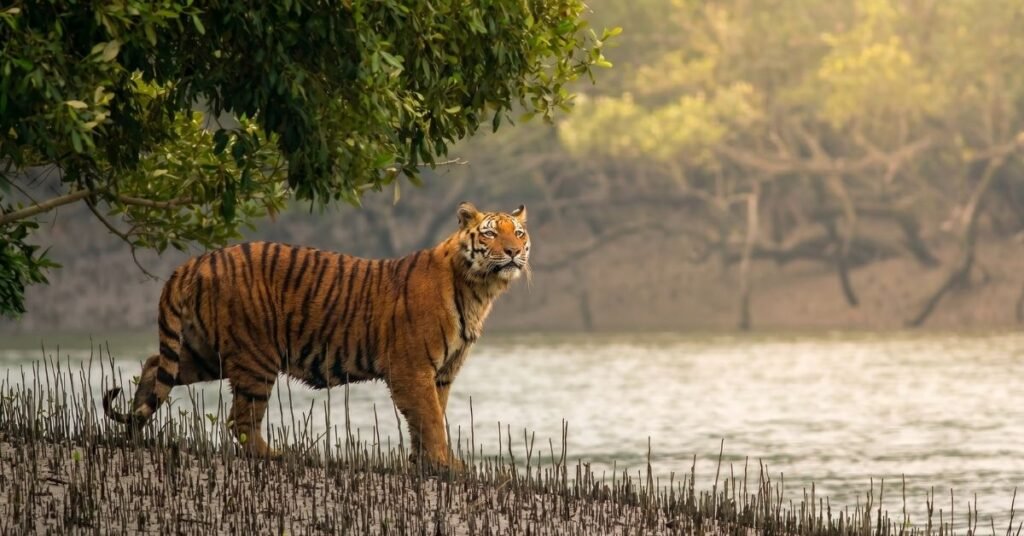 how to reach sundarban from kolkata