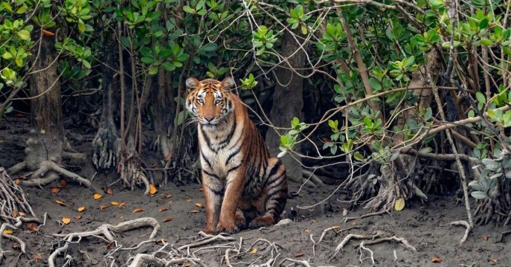 how to reach sundarban from kolkata