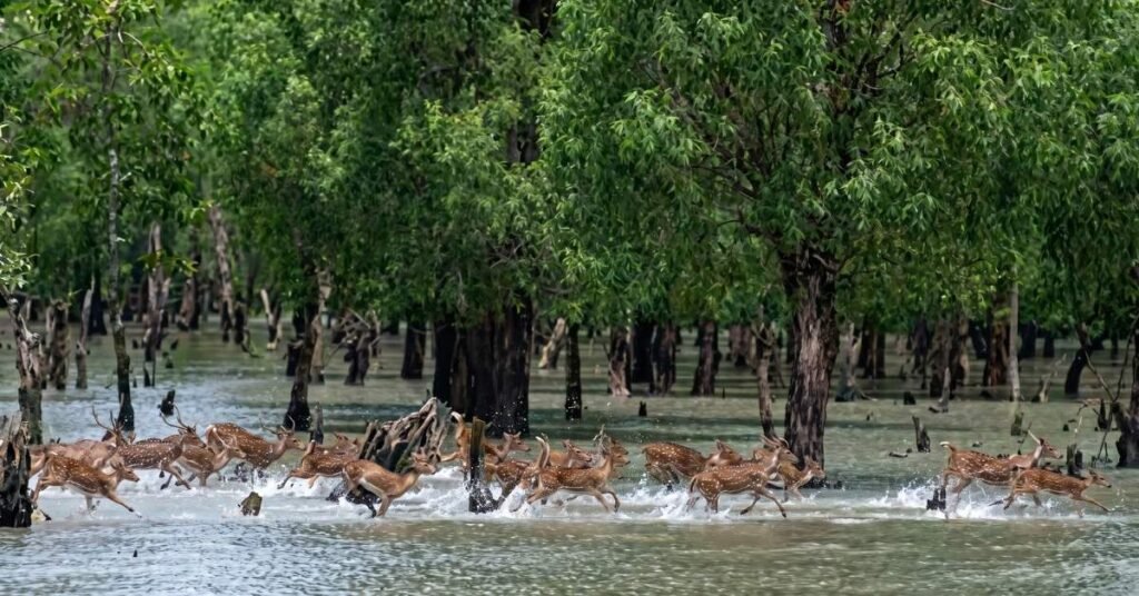 how to reach sundarban from kolkata