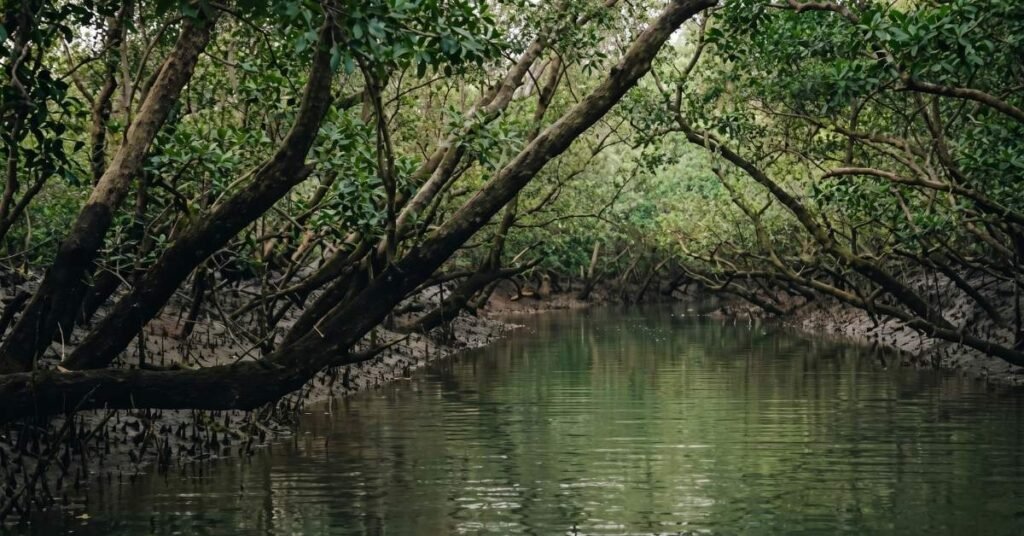 Best Time to Visit Sundarban