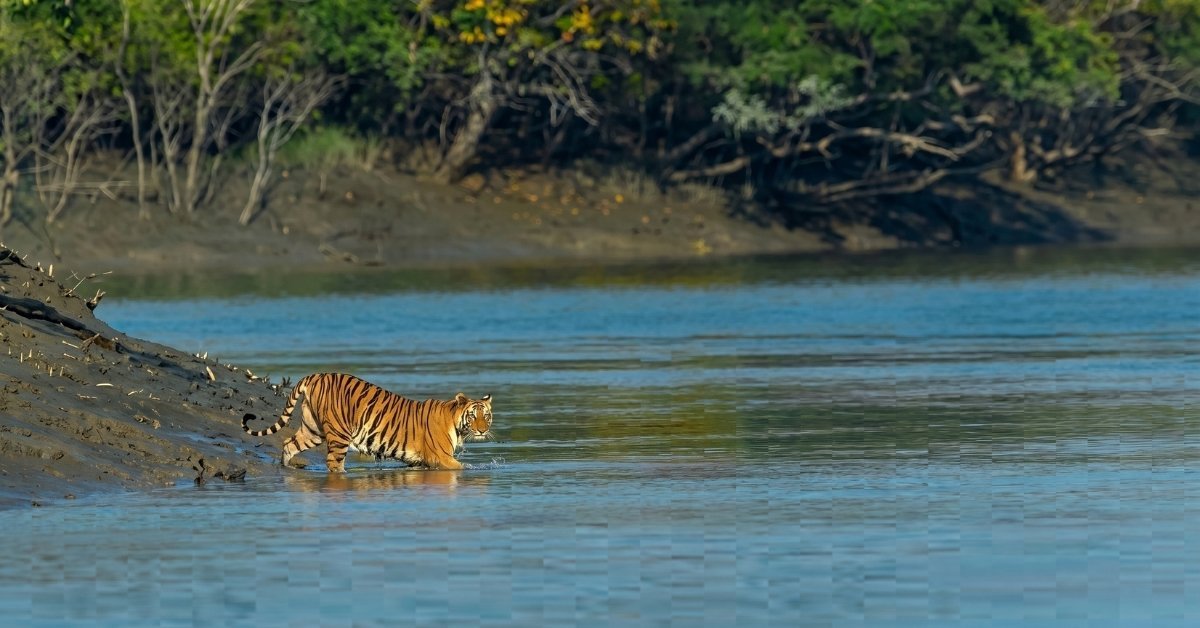 Best Time to Visit Sundarban