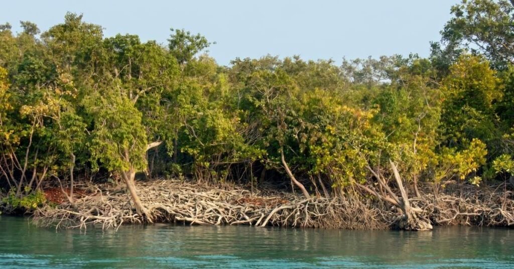Best Time to Visit Sundarban