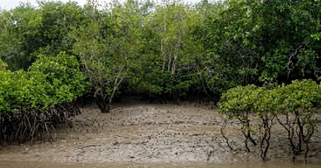 Best Time to Visit Sundarban